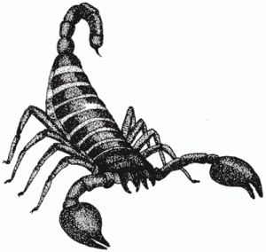 scorpion Not a welcomed guest!