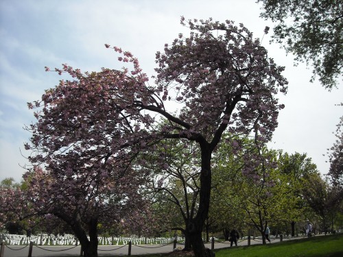 Arlington National Cemetery