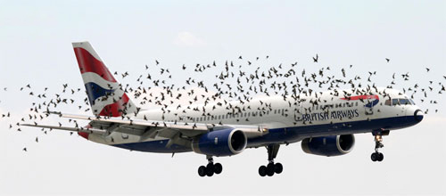 Birds surround a British Airways Boeing 757. Photo by Adam Samu.