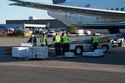 24,300 pounds of salmon are unloaded from the Boeing 737-400 Combi.