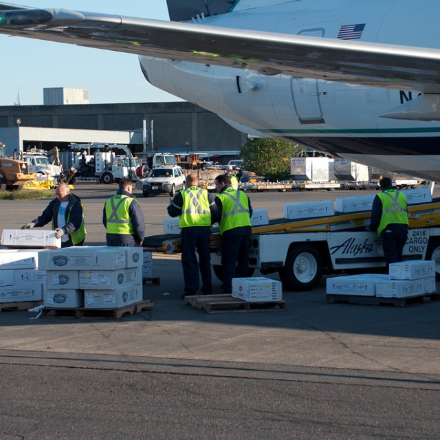 24,300 pounds of salmon are unloaded from the Boeing 737-400 Combi.