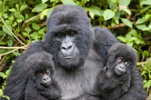 Twin baby Gorillas with their mother. Photo from Pat Adams.