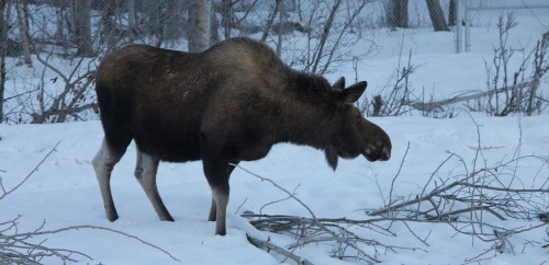 It is a bird. Nope, it is a plane. Wait, wrong again. It is a moose.