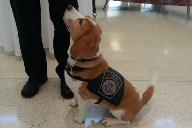 One of the Beagles on Airport 24/7: Miami. Photo by Brandon Farris. 