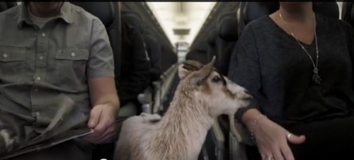 WestJet's new animal policy might be a Baaaaad idea. Image from WestJet's video.