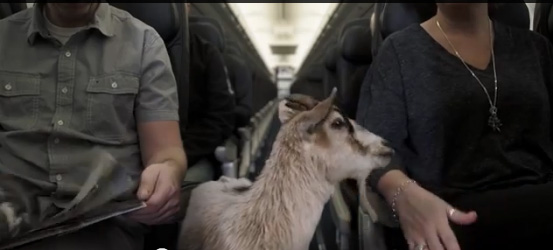 WestJet's new animal policy might be a Baaaaad idea. Image from WestJet's video. 