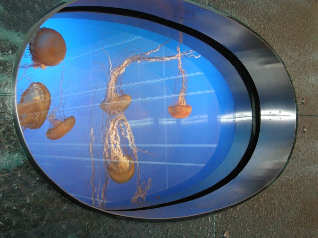 Pacific Sea Nettle Jellyfish aquarium In the Corridor leading to Customs, International Gates, YVR