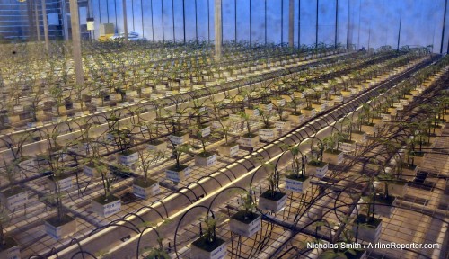 Tomato starters that will soon fulfill about 18% of Iceland"s tomato consumption. Plants produce constantly so they must rotate every six months.