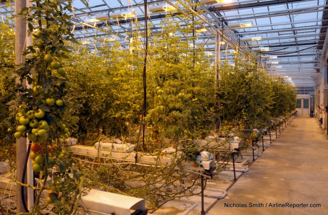 Rows of tomatoes in Frià°heimar’s advanced greenhouses, using geothermal heat, geothermally generated electric light, captured geothermal CO2, and scientifically optimized growing techniques.