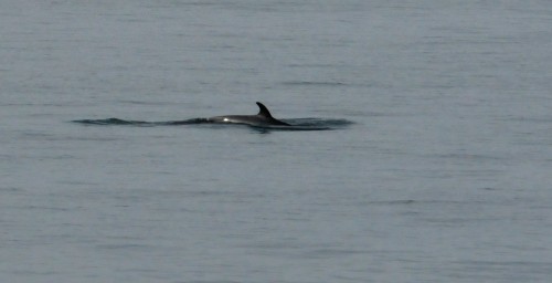 one of the several Minke whales that swam through the harbor near the ship