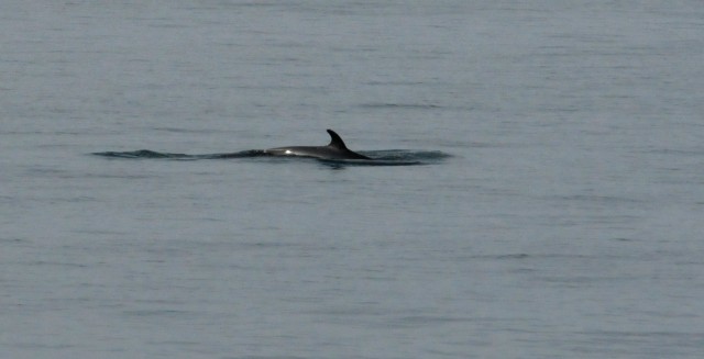  one of the several Minke whales that swam through the harbor near the ship