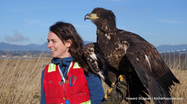 Emily and Hercules, the Bald Eagle, scan the shoreline for targets at YVR.