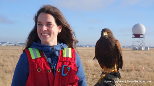 Emily Fleming, Raptor Biologist, Pacific Northwest Raptors, and Goliath, the Harris Hawk, in front of YVR's radar "golf ball".