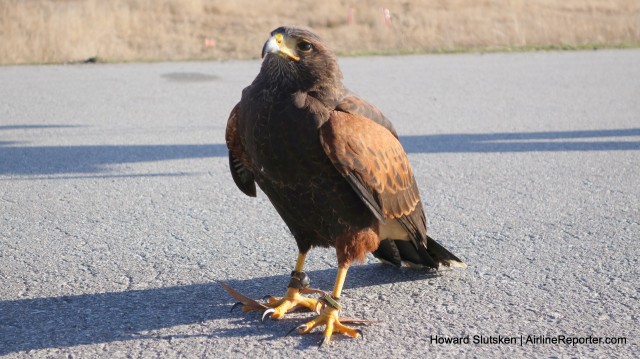 Goliath, the Harris Hawk, poses for his portrait at YVR.