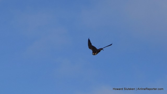 Dash, the Peregrine Falcon, patrols the skies over YVR.