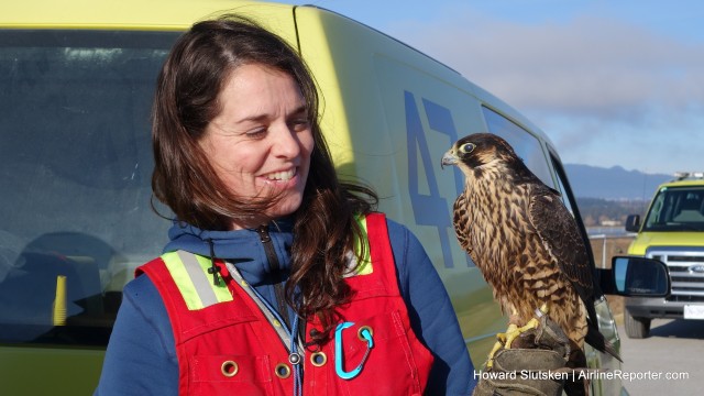 Emily & Dash, the amazing Peregrine Falcon, at YVR.