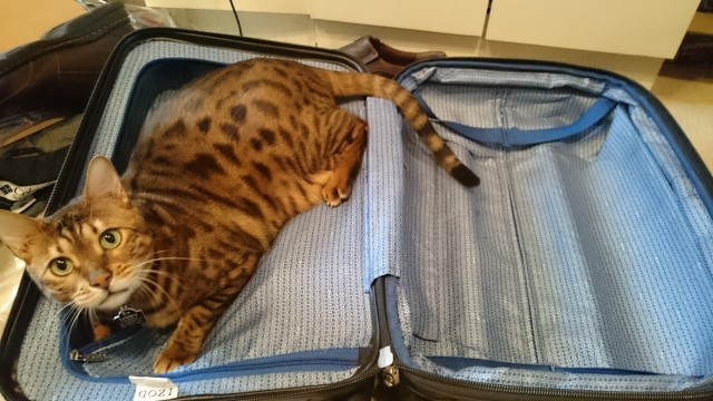 He doesn't want your holiday to be a CAT-astrophe either! Photo - Jason Rabinowitz? 