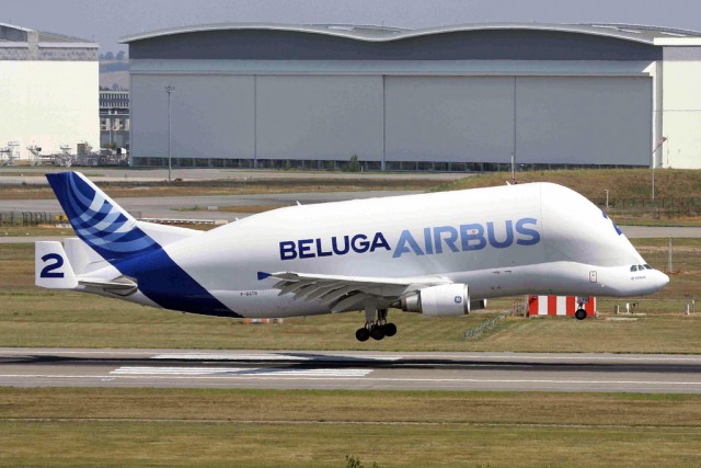 A Beluga in the air looks almost like a Beluga Whale out of water - Photo: Ken Fielding