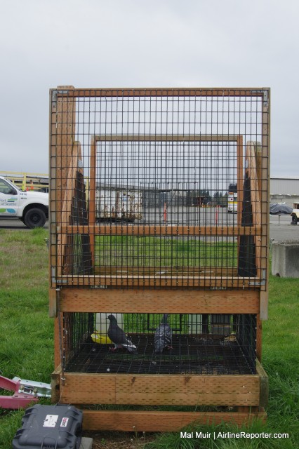 A Swedish Goshawk trap located at SeaTac uses live pigeons as bait to trap larger birds of Prey.