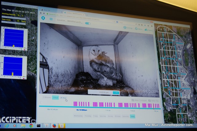 A Barn Owl is spotted hiding in the Owl Box in the Equipment sheds at SeaTac. The white mass around her feet are baby owls!