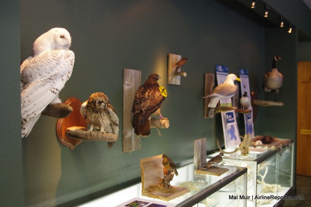 A wall full of common birds around the airport is used to train airport staff on what to look for.