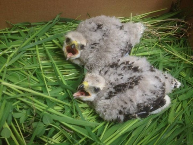 Baby red-tailed hawks are safely re-located up north by the airport - Photo: SEA