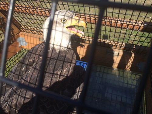 A bald eagle is captured at the airport - Photo: SEA