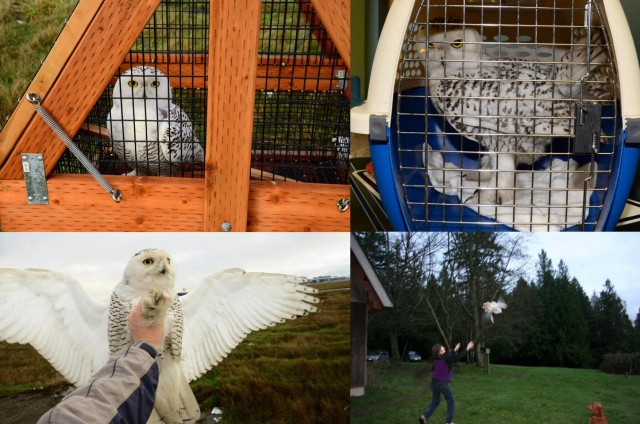 A snowy owl is captured at SEA, then released in the upper part of Washington State, near Bellingham - Photos: SEA