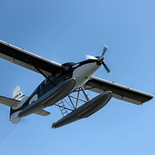 The whale-themed plane flying over - Photo: Lee Zerilla