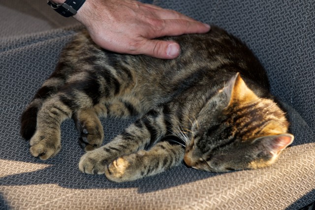 Travel Cat's Belorussian cousin: Airport Cat. - Photo: Bernie Leighton | AirlineReporter