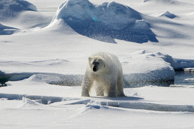 You are only allowed to, legally, drive so close to a Polar Bear. They can come closer to you, but they have to want to. This guy didn't -Photo: Bernie Leighton | AirlineReporter