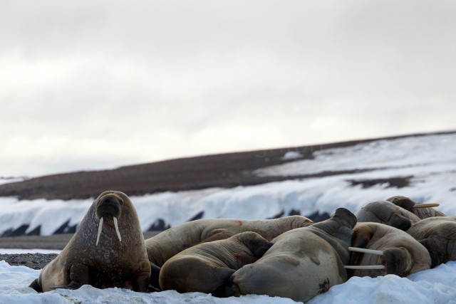 Atlantic Walruses are fascinating. Research them! This is not WalrusReporter! Photo: Bernie Leighton | WalrusReporter