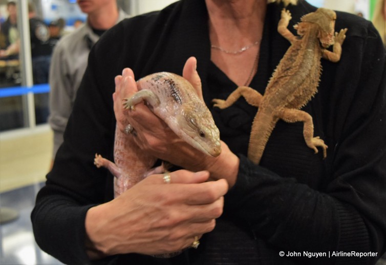 Skink and lizard, just hanging out at American's inaugural celebration for LAX-SYD.