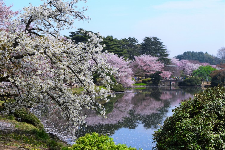 Cherry blossoms (sakura) bloom in Shinjuku Gardens in Tokyo. Photo: John Nguyen | AirlineReporter