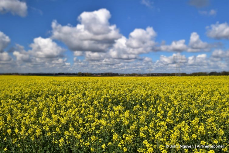 Safflower field in Northern France - Photo recovered by Kroll Ontrack