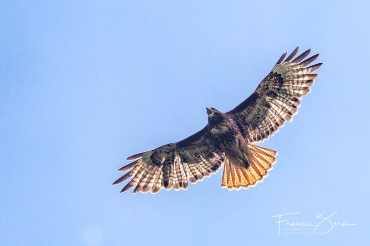 One of the parents of the raptor chicks being relocated reacts angrily to the intrusion.