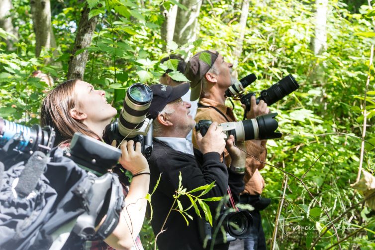 The assembled news media waits for the opportunity to photograph one of the adult birds as it circles its nest.