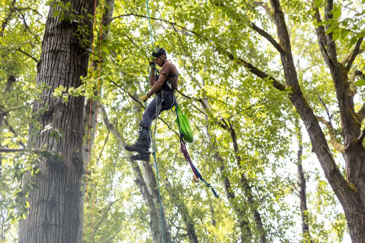 John Mailhiot, a professional arborist, has been working with Sea-Tac Airport for many years to capture raptor chicks. He is descending from the nest, which was 80 feet off the ground. The chicks are in the green bag.