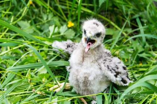 Even though these red-tailed hawk chicks are small, they've still got attitude.