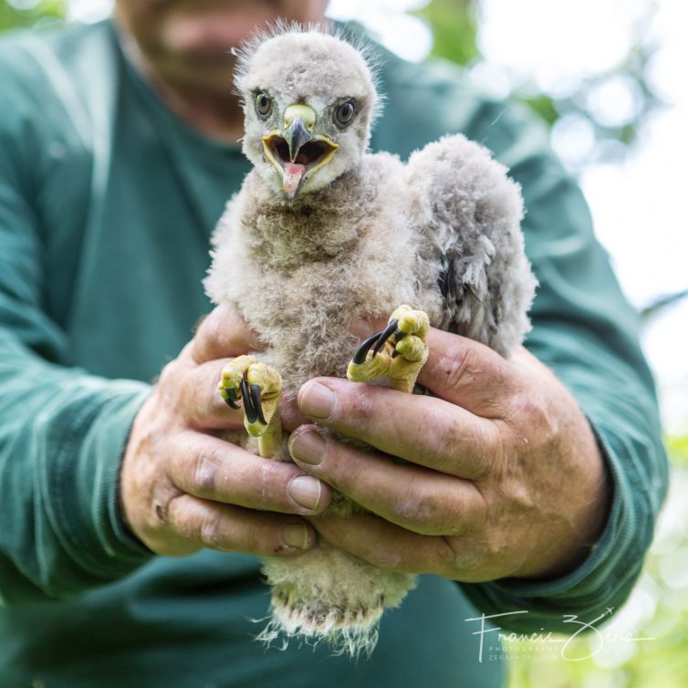 A red-tailed hawk chick, ready for relocation to safer area for both it and aircraft.