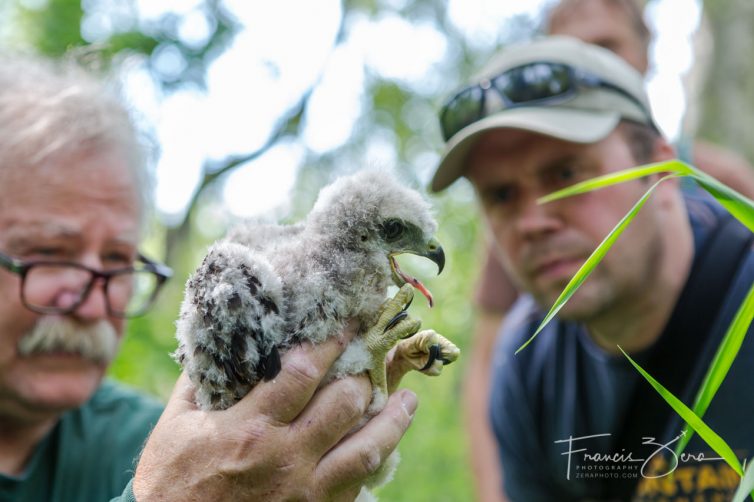 Raptor biologist Bud Anderson, left, holds a red-tailed hawk chick after it was retrieved from a nest 80 feet above the ground in woods adjacent to the airport.