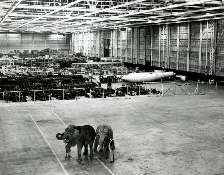 Elephants walk around inside the factory - Photo: The Boeing Company