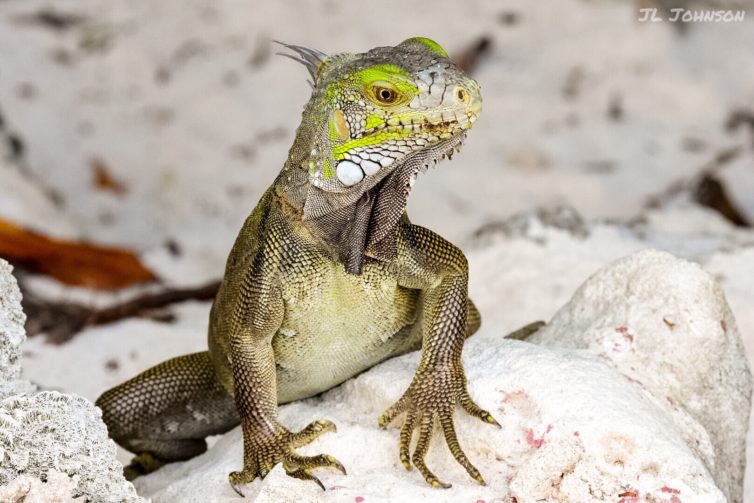 A green Iguana, because after all, this is a story about Aruba.