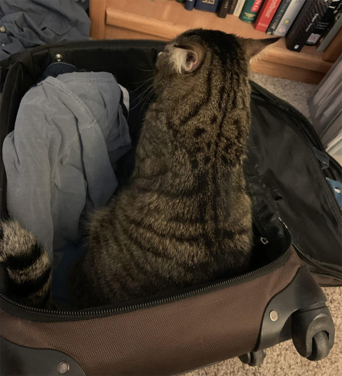 Cat wants to go where Rolly McRollerson goes! Sorry cat... - Photo: David Parker Brown